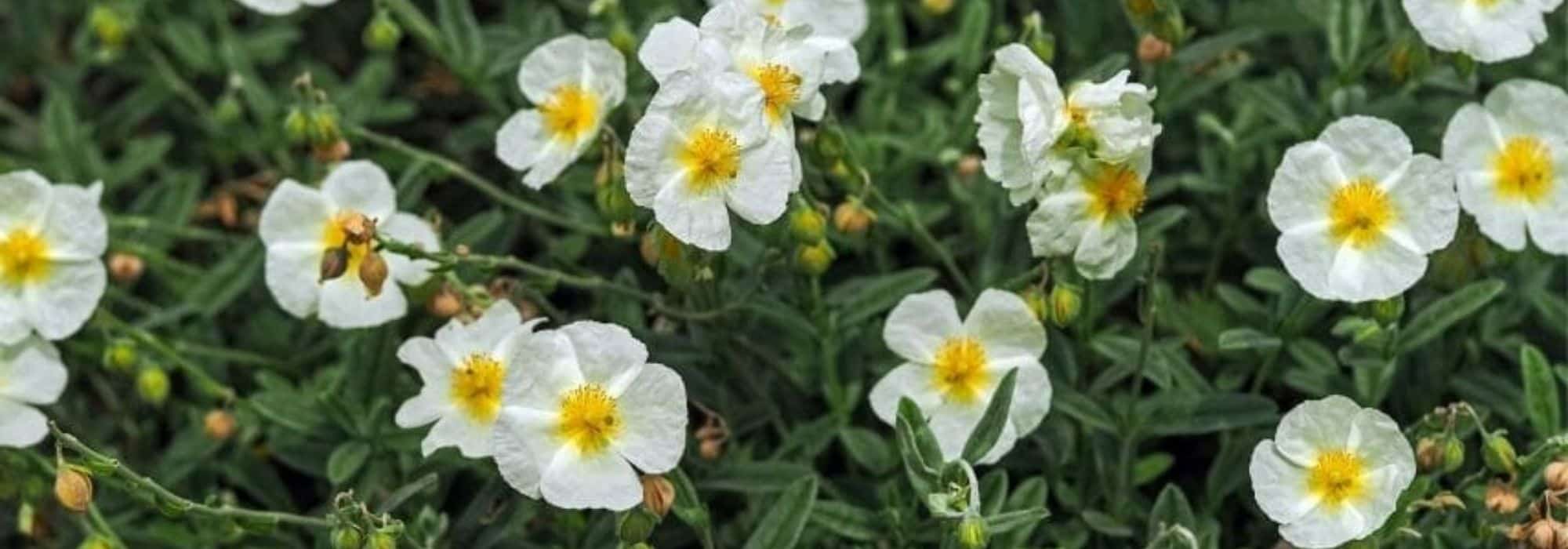 Asociar los heliántemos