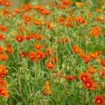 Cultivar heliántemo en macetas