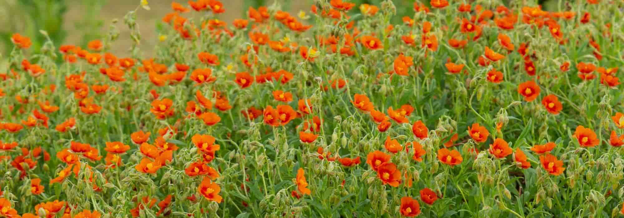 Cultivar heliántemo en macetas