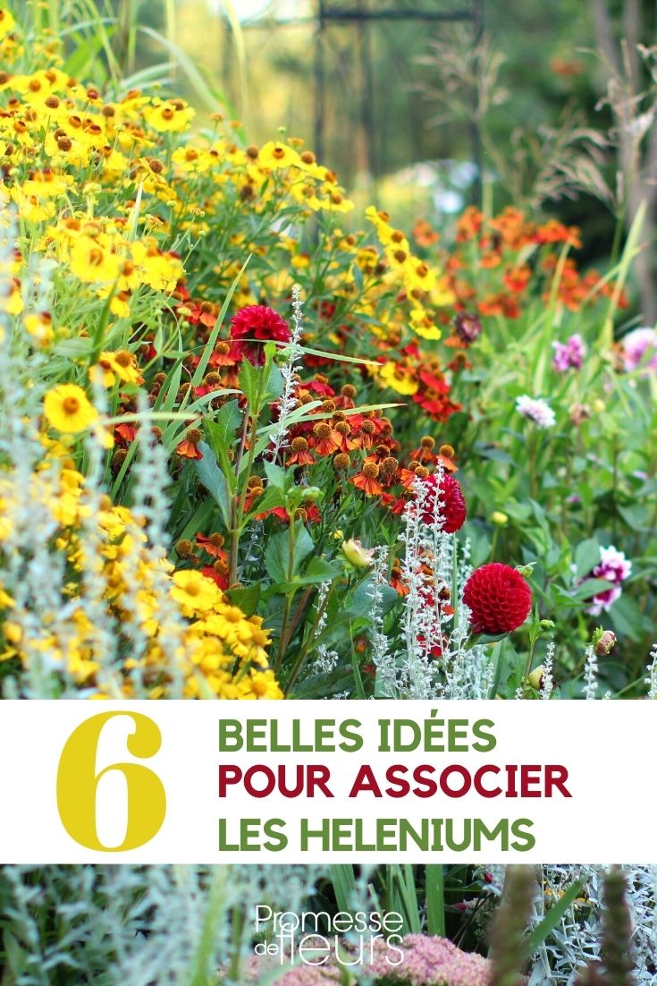 helenium-combinar