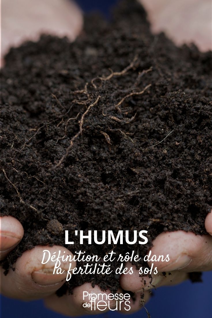 Definición de humus