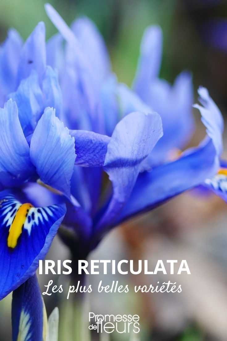 iris reticulata: las variedades más hermosas