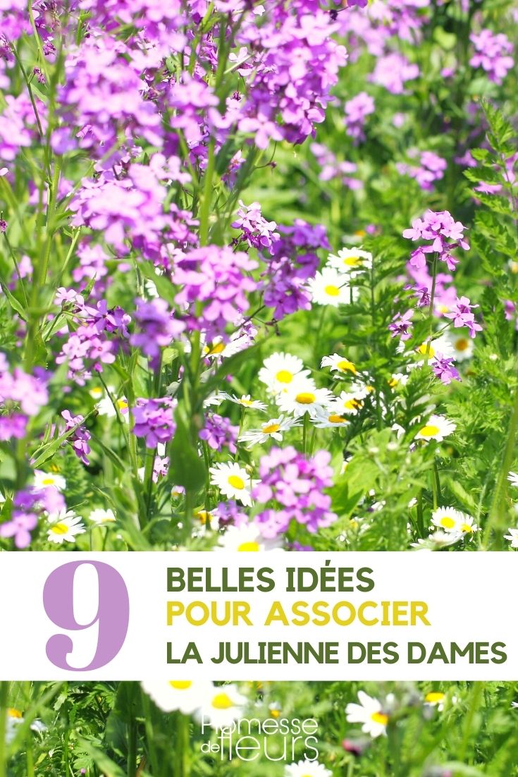 juliana de damas - asociar