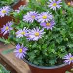 ¿Cómo cultivar un Aster japonés en macetas?