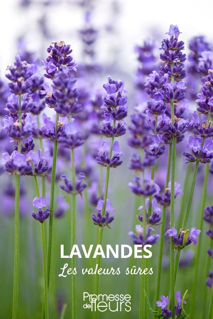 lavanda, valores seguros