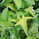 ¡6 hiedras para descubrir!