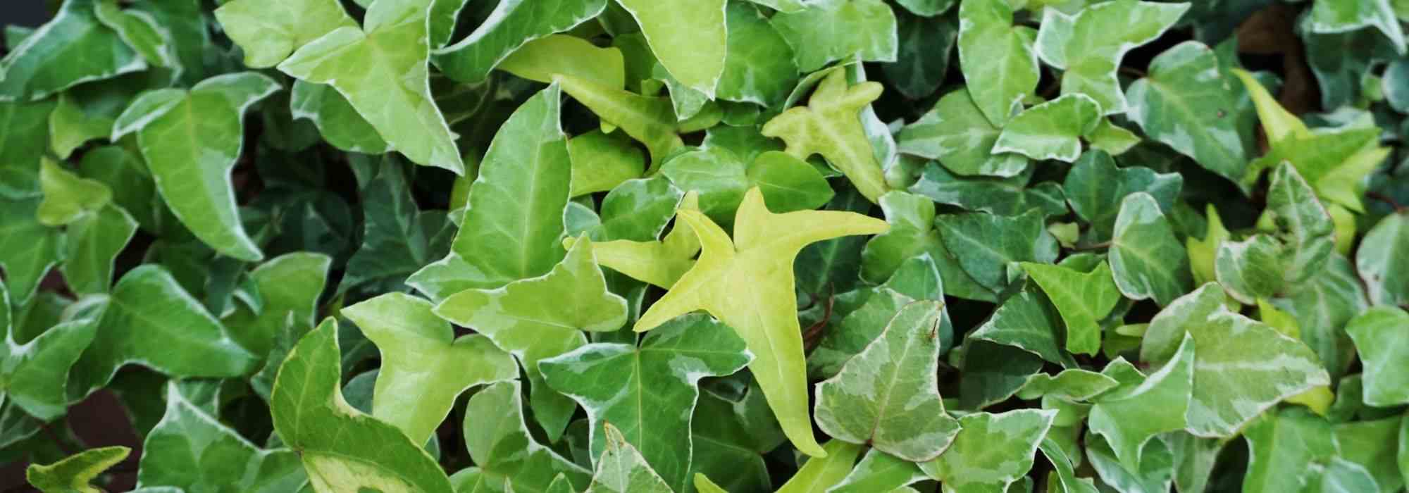 ¡6 hiedras para descubrir!