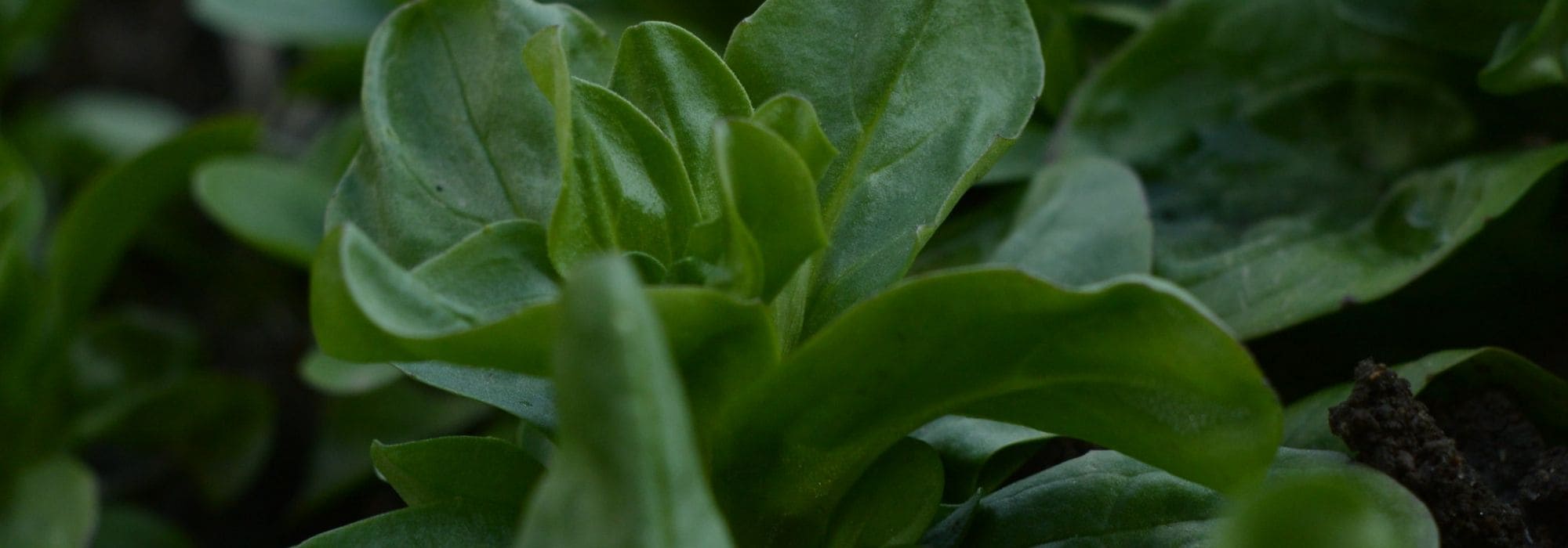 6 variedades de canónigos para cultivar en el huerto