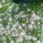 Todo sobre las enfermedades criptogámicas