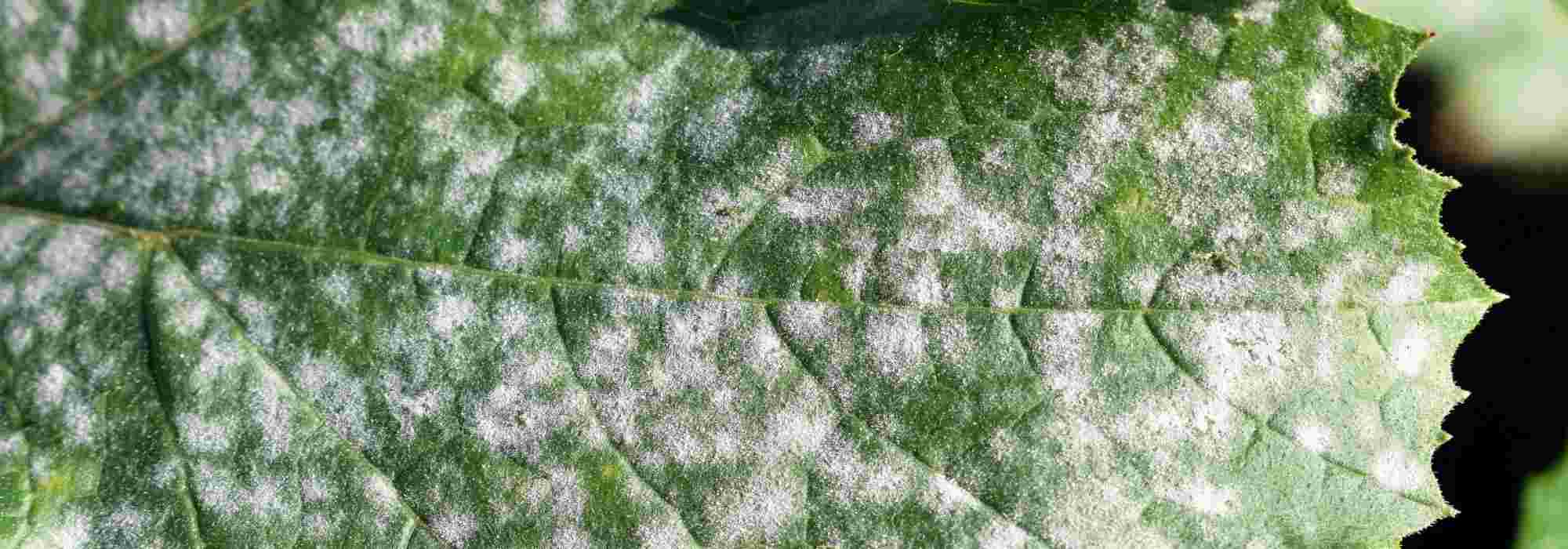 Todo sobre las enfermedades criptogámicas