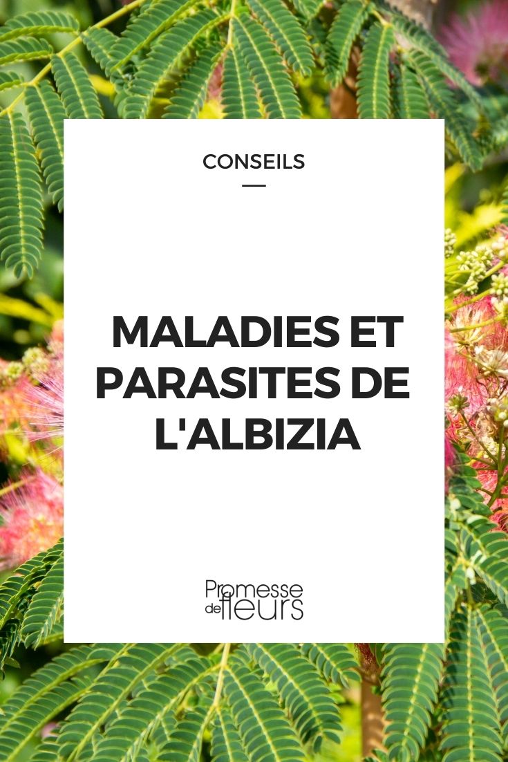 enfermedad parasitaria del albizia