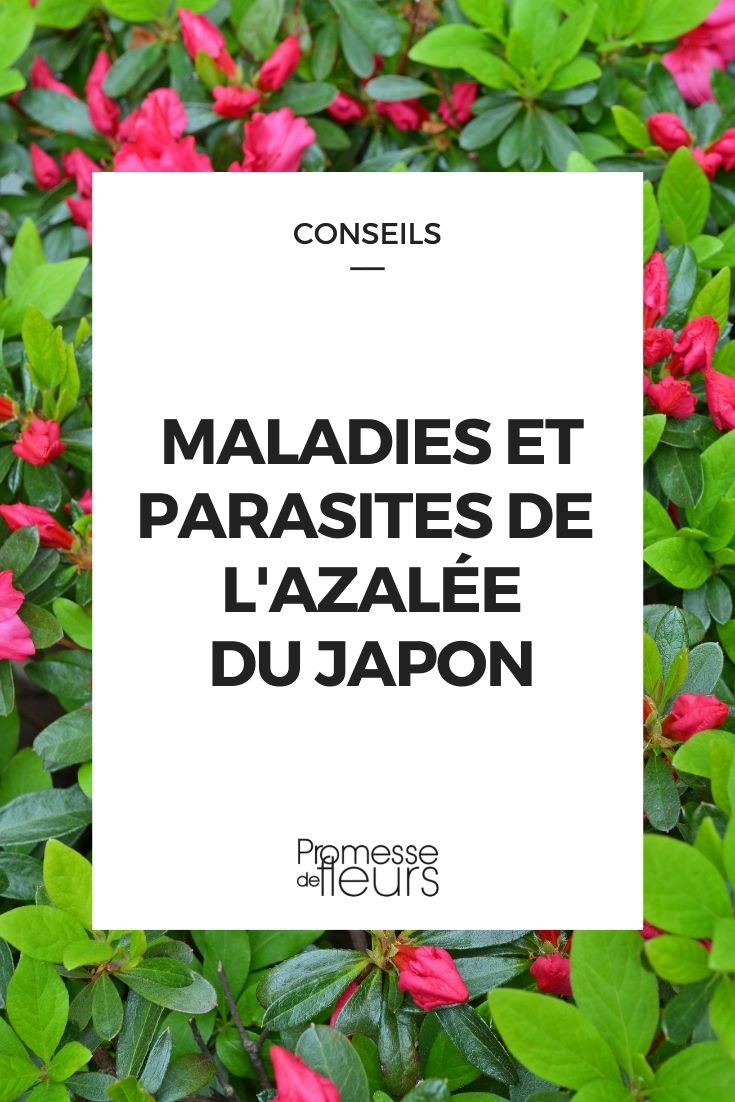 enfermedad parasitaria de la azalea japonesa