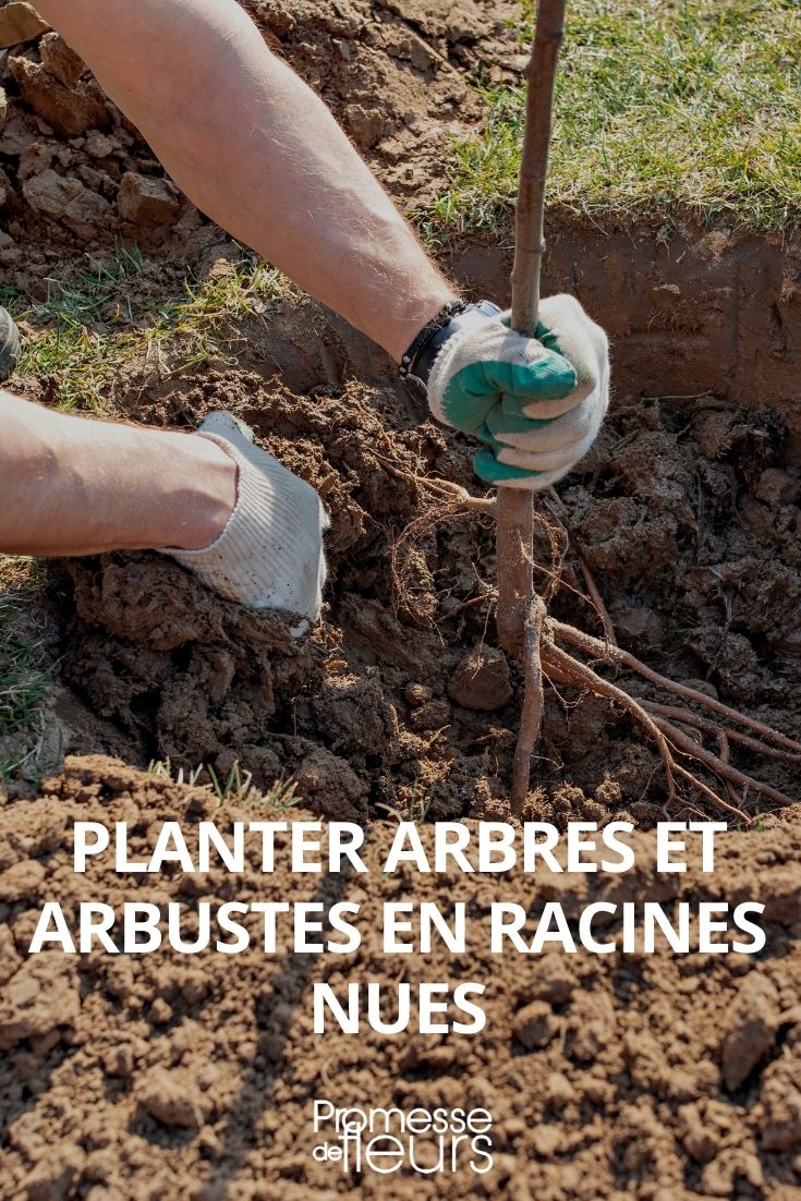 plantar árboles y arbustos a raíz desnuda