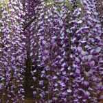 8 trepadoras: las más melíferas