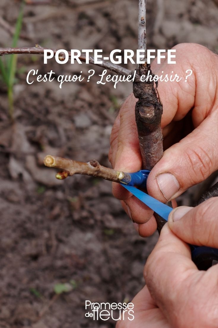 Portainjerto: ¿qué es y cuál elegir?