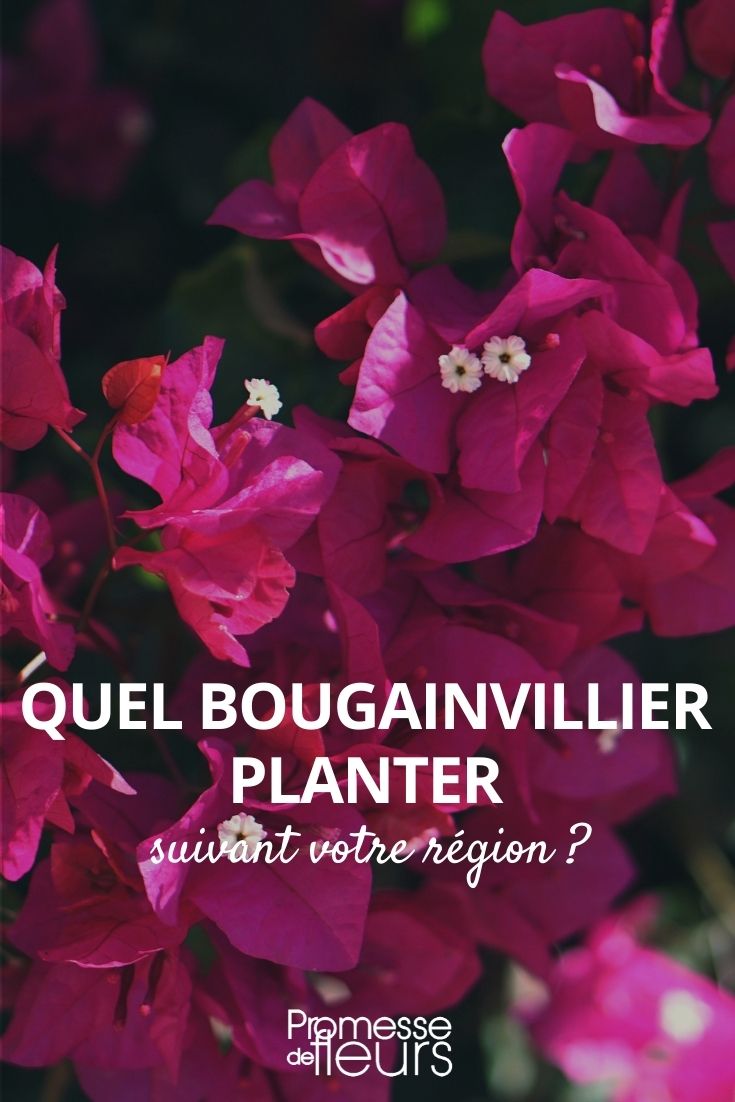 ¿Qué buganvilla plantar?