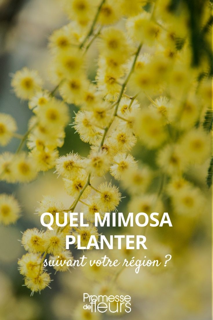 ¿Qué mimosa plantar?