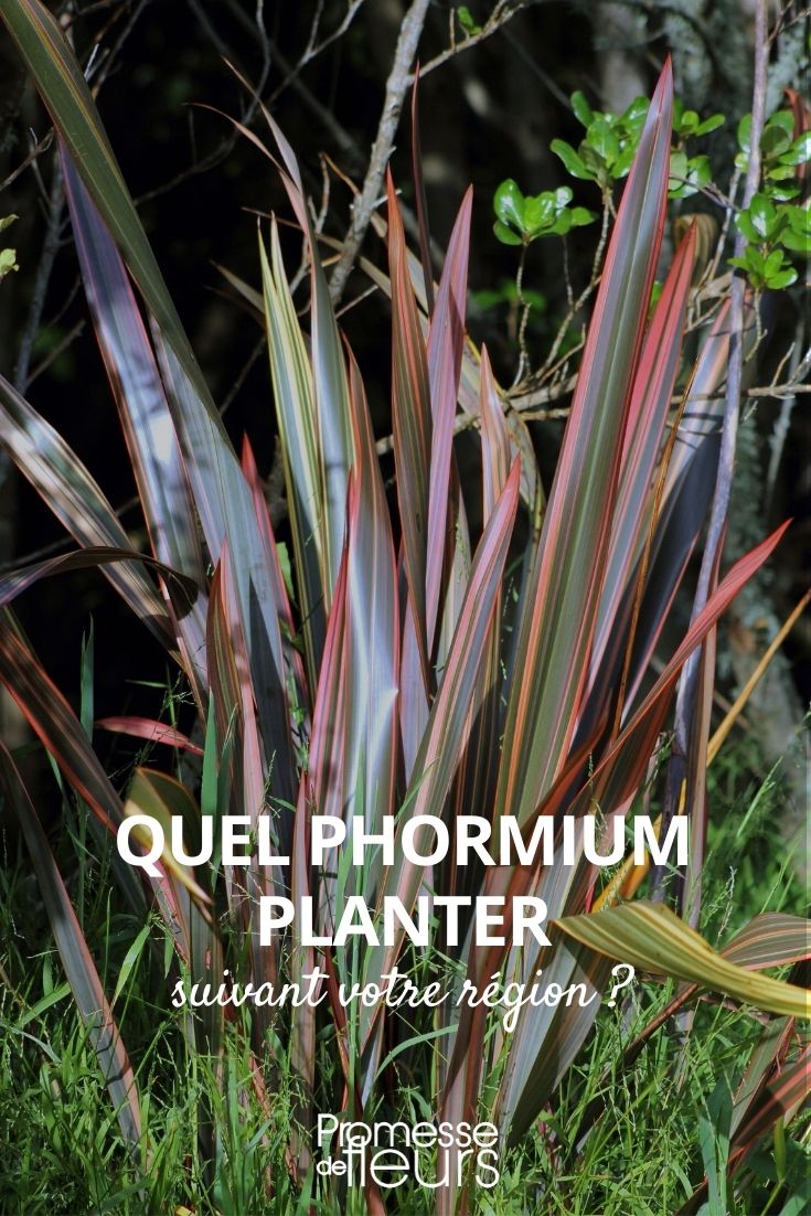 ¿Qué Phormium plantar?