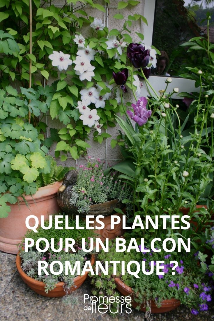 ¿Qué plantas para un balcón romántico? Vegetalizar un balcón romántico, balcón romántico, terraza romántica.