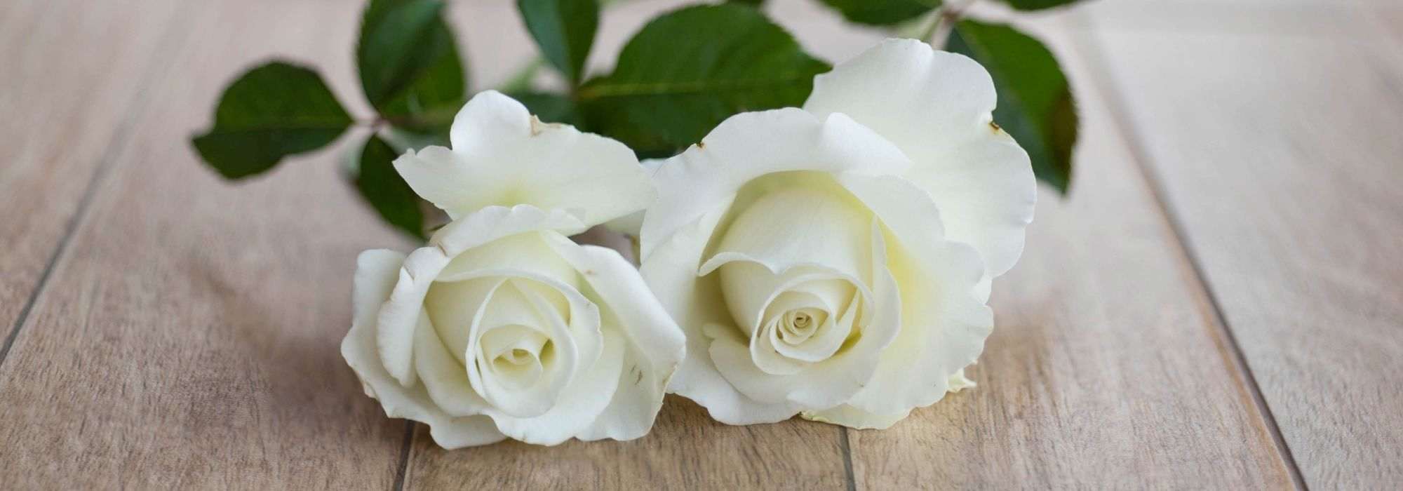 7 rosales arbustivos de grandes flores blancas