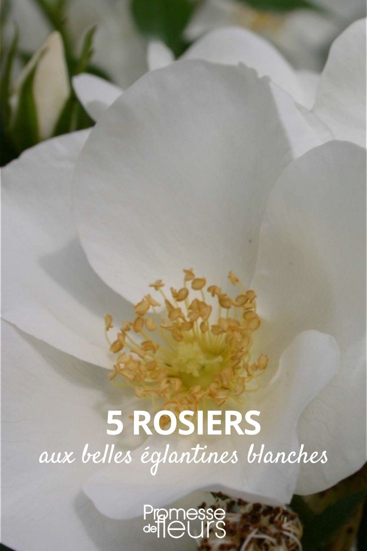 rosal de escaramujos blancos