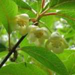 Poda y enrejado de la schisandra