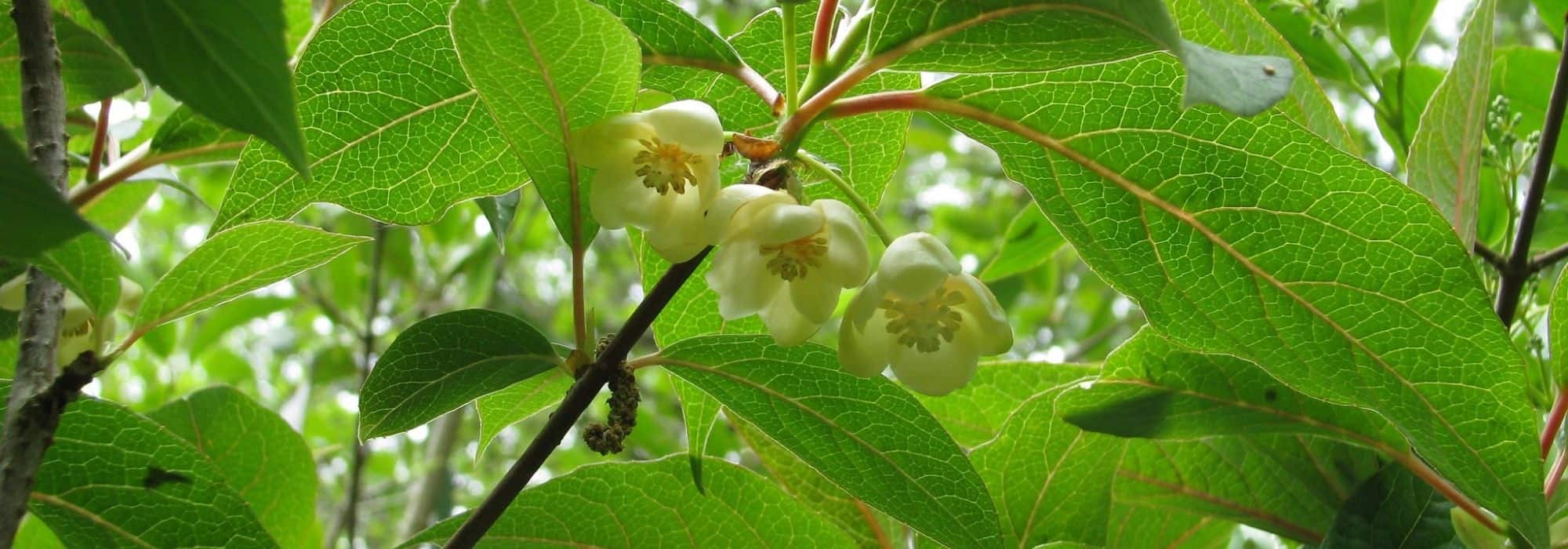 Poda y enrejado de la schisandra