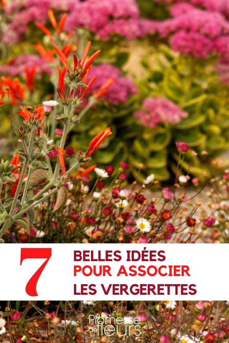 Asociar los erígeros.