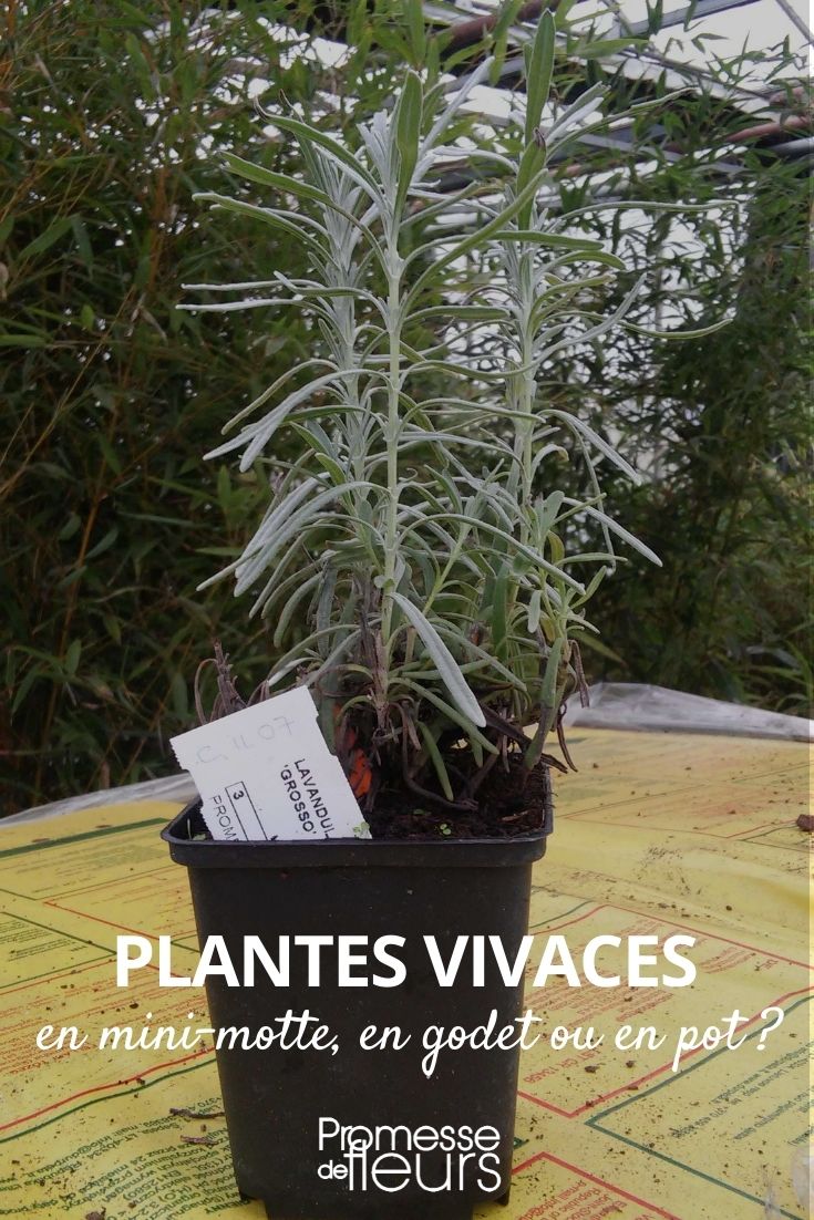 vivaz en minicepellón, maceta o contenedor