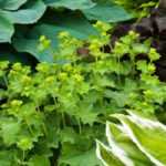 Vivaces: ¿en minicepellón, en tarrina o en macetas?