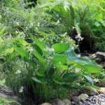 6 vivaces para un jardín orientado al norte