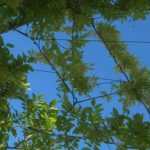 8 trepadoras para un jardín orientado al sur