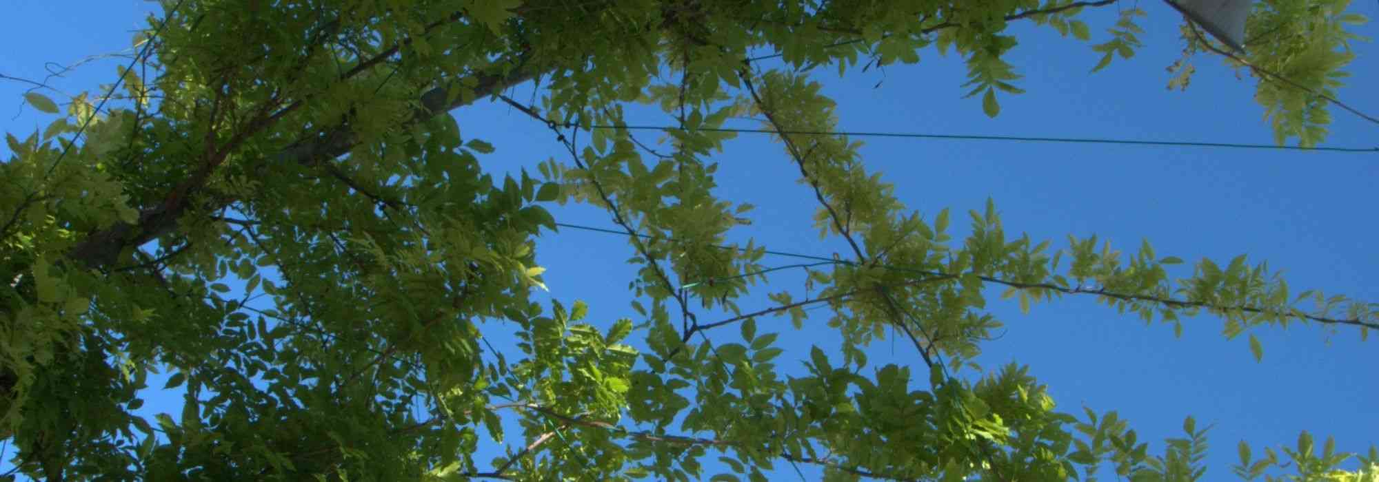 8 trepadoras para un jardín orientado al sur