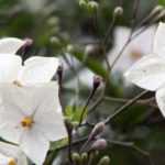 Cómo podar un solanum trepador o de tronco