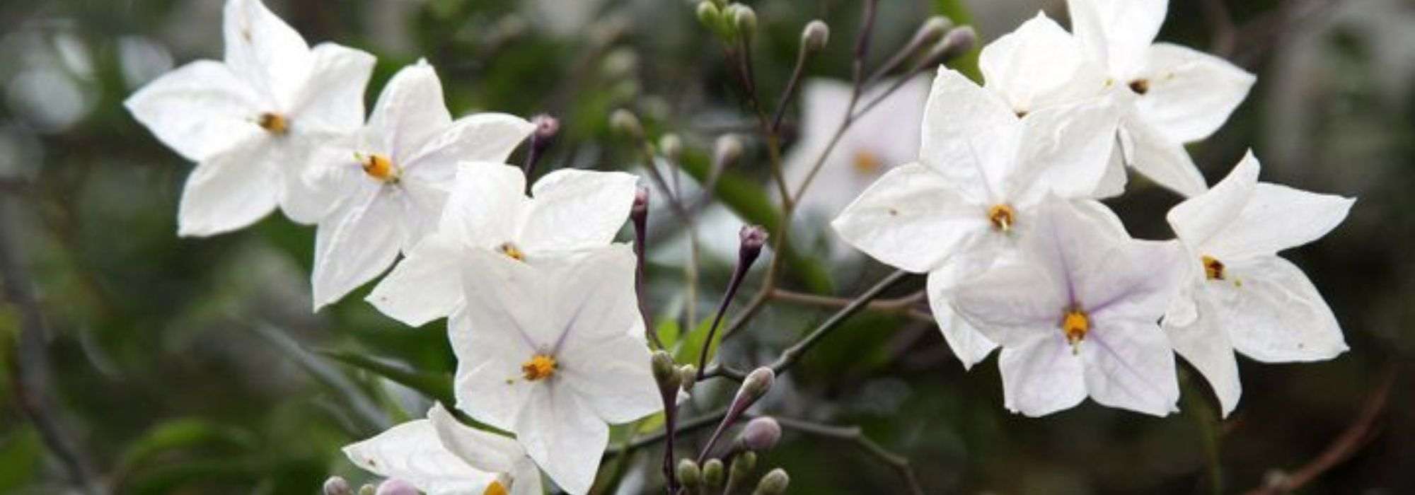 ¿Cómo podar un solano trepador o en pie alto?