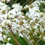 Cultivar Libertia en macetas