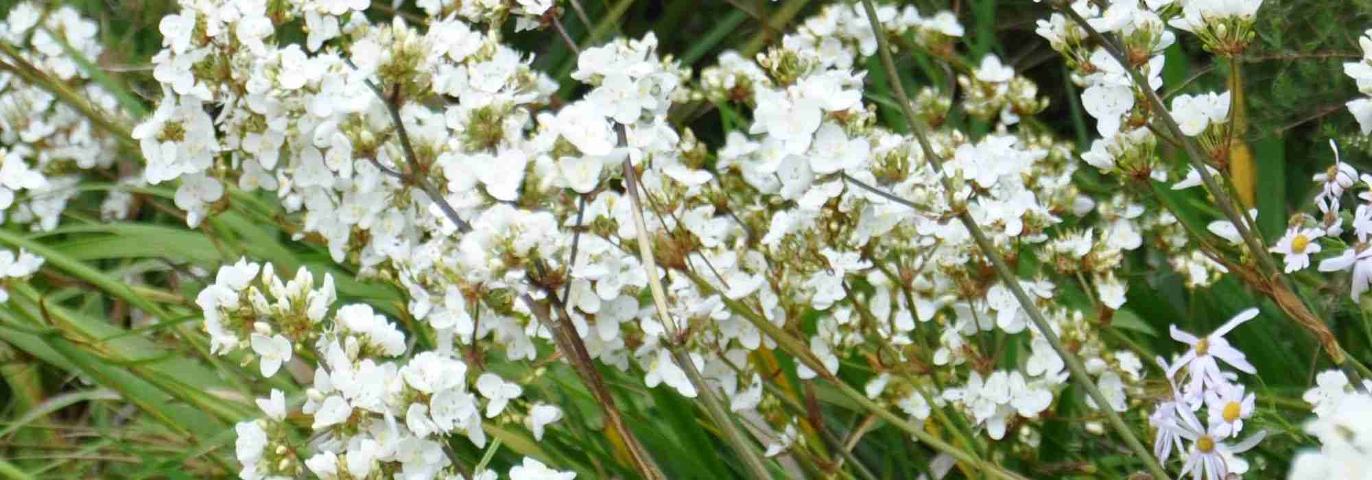 Cultivar Libertia en macetas