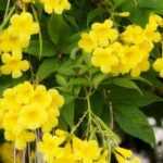 ¿Qué trompeta trepadora plantar según tu región?