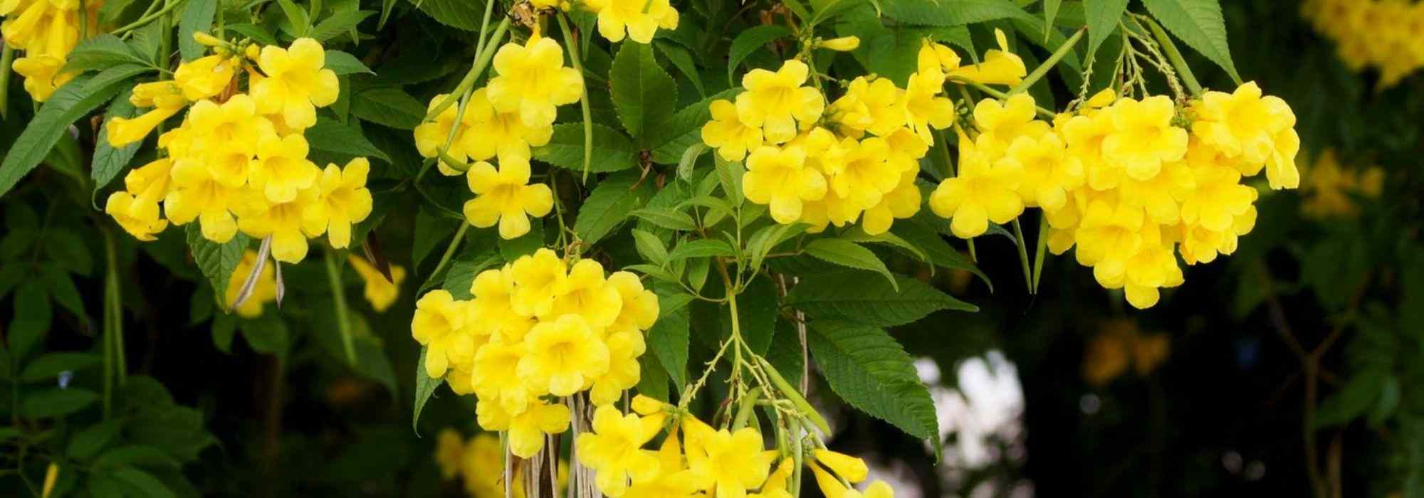 ¿Qué trompeta trepadora plantar según tu región?