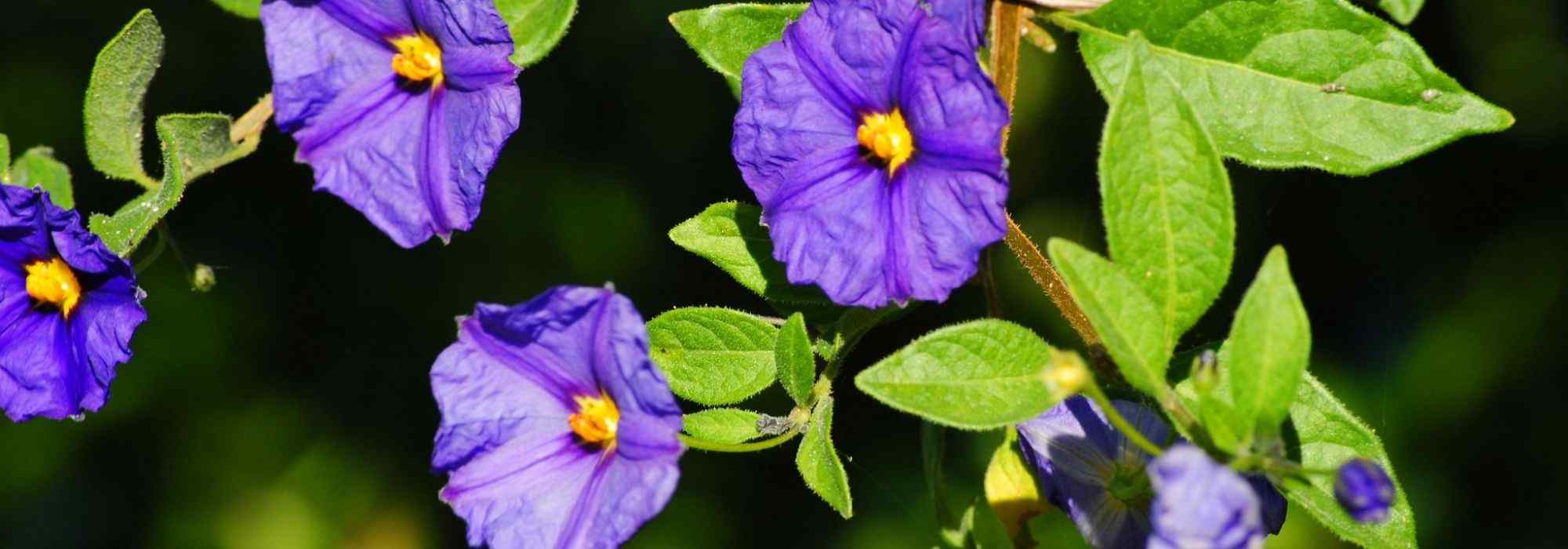 Cultivar Solanum en macetas