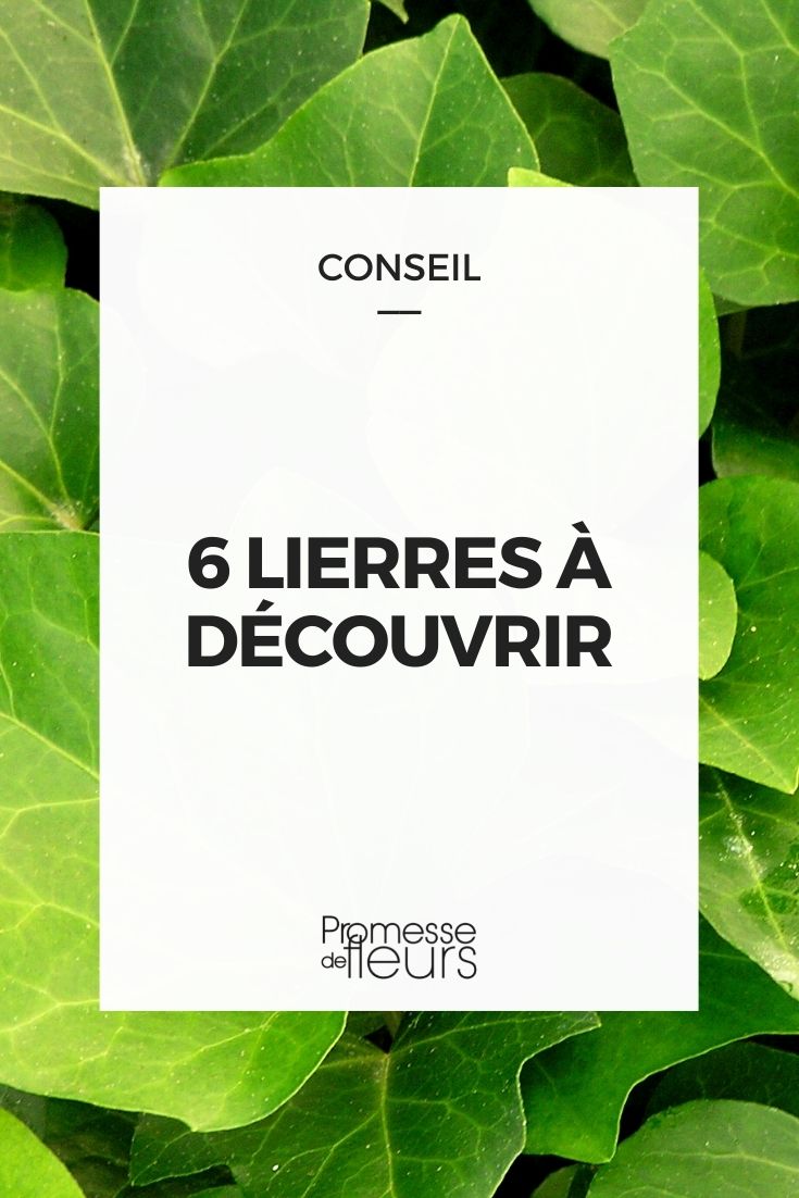 6 hiedras que debes descubrir