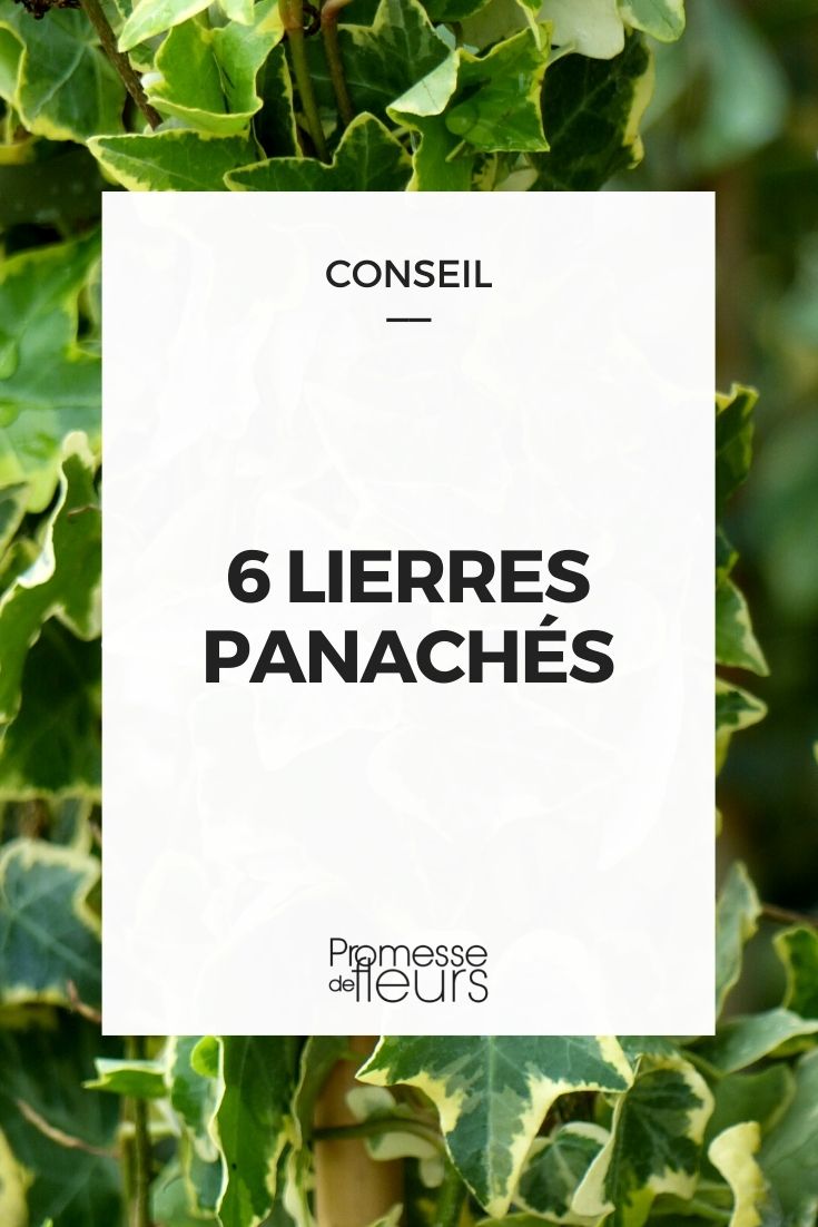 6 hiedras variegadas para descubrir