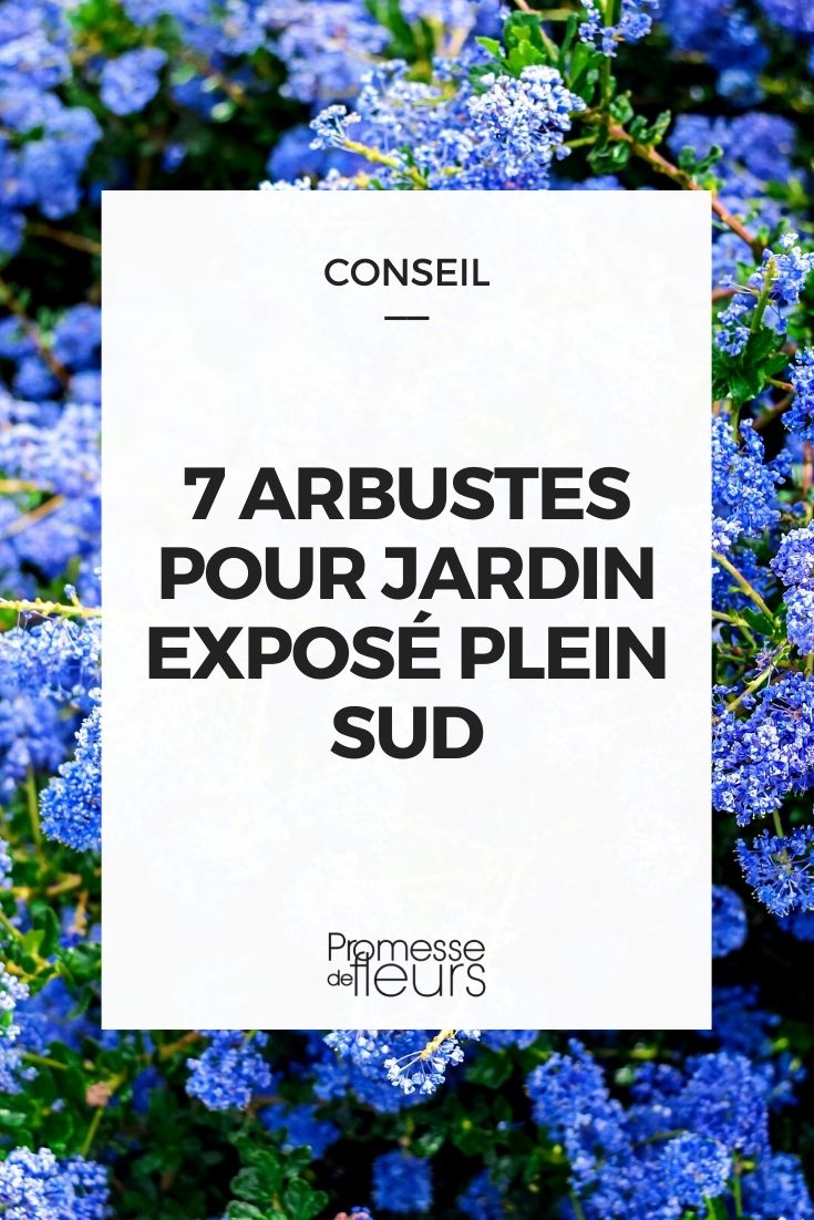 7 arbustos para jardín del sur