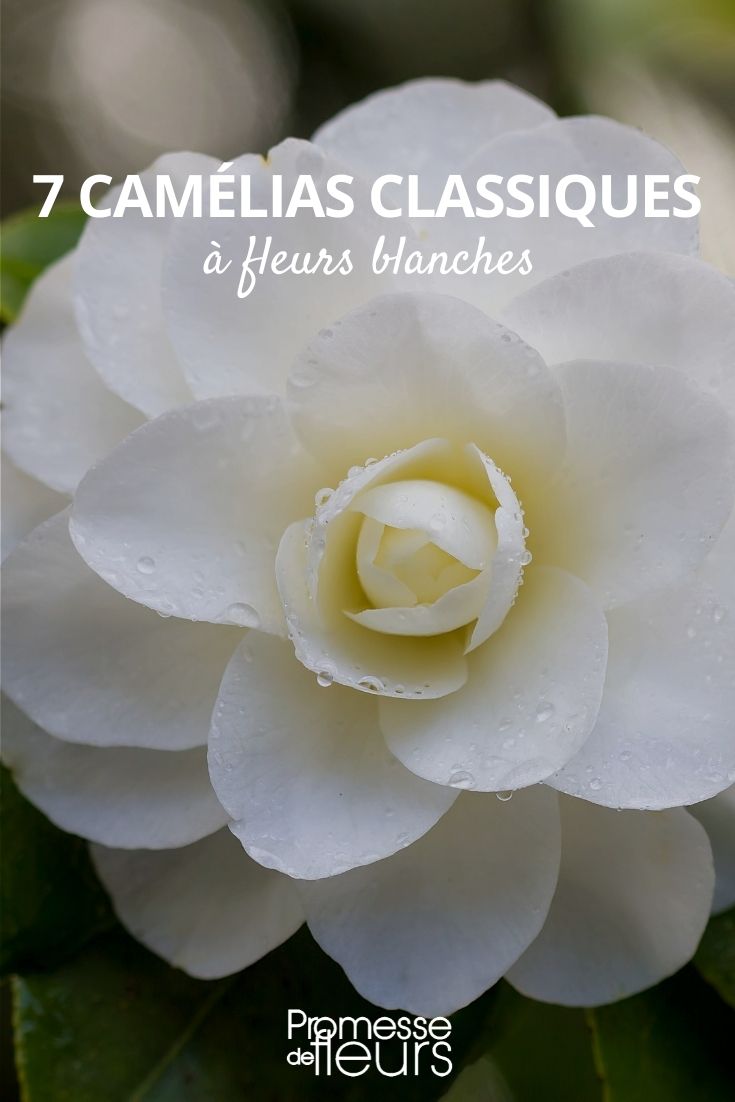 7 camelias clásicos blancos