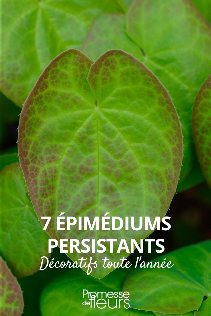 7 epimedium perenne