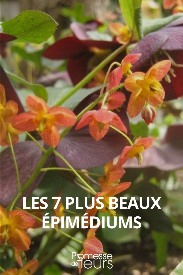 7 epimediums más hermosos