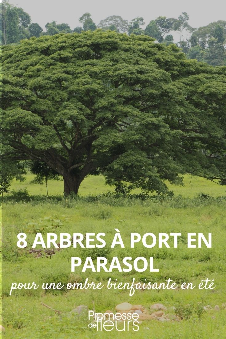8 árboles con porte en parasol