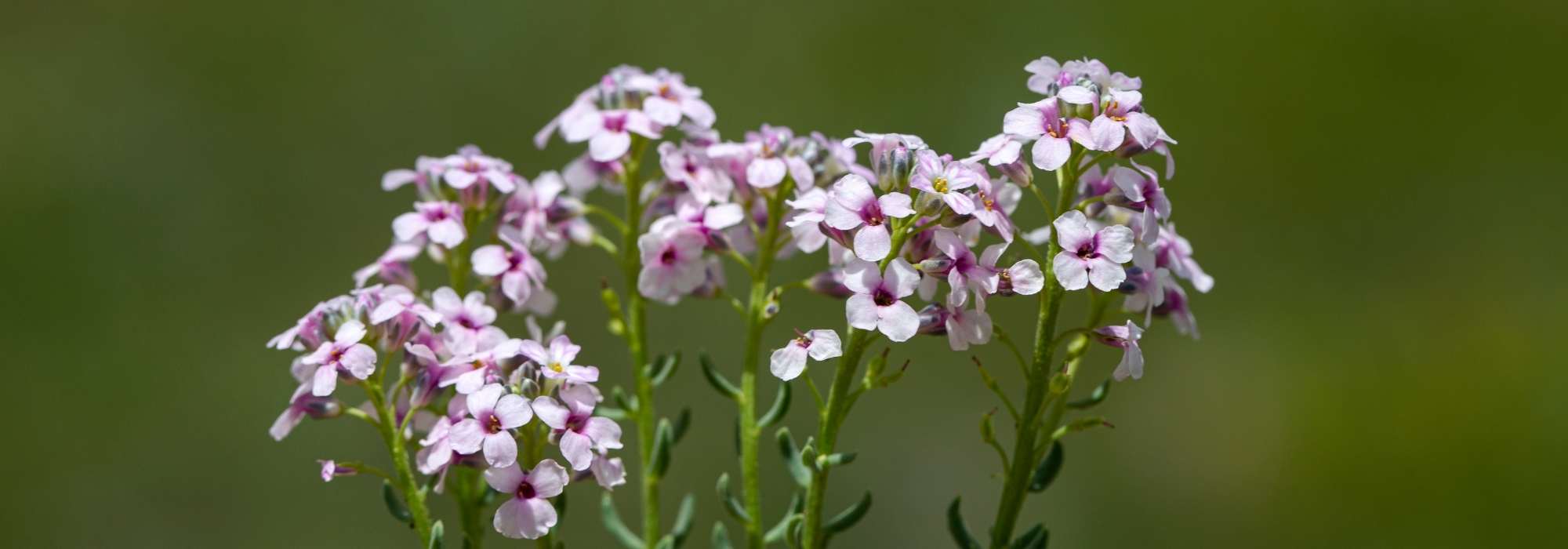 Aethionema: plantar, cultivar
