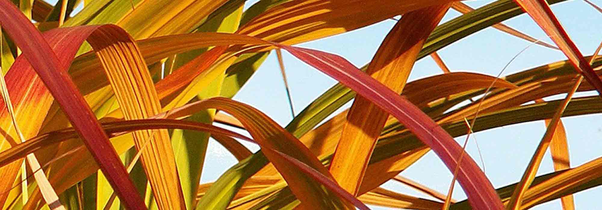 Bambúes de follaje decorativo