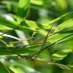 6 bambúes no rastreros